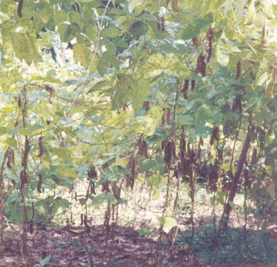 Mucuna Plant Mucuna Plant