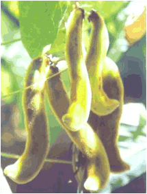 Mucuna Pruriens - The Pods Mucuna Pruriens - The Pods