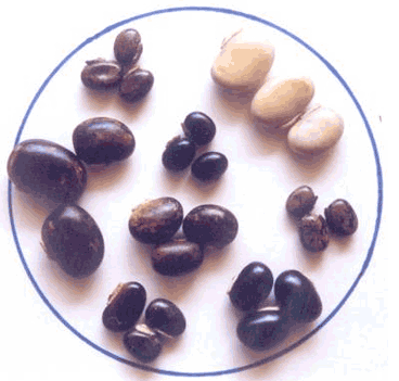 Mucuna Pruriens - The Seeds Mucuna Pruriens - The Seeds