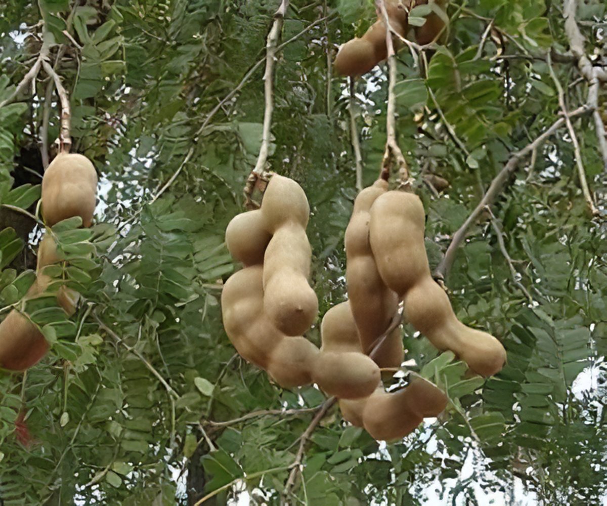 Tamarind Seeds To Regrow Damaged Nerves