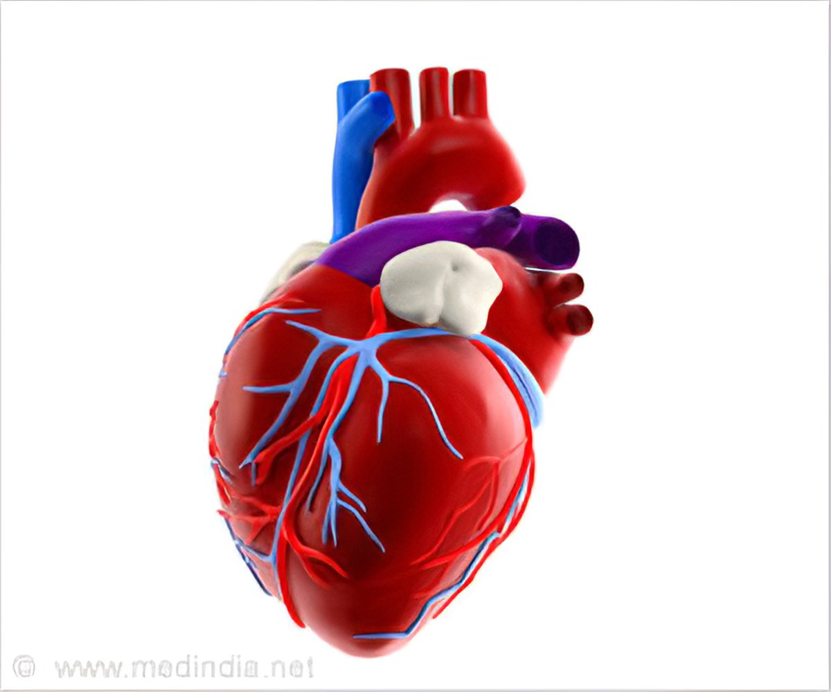New Way to Regenerate Heart Muscle After a Heart Attack Discovered