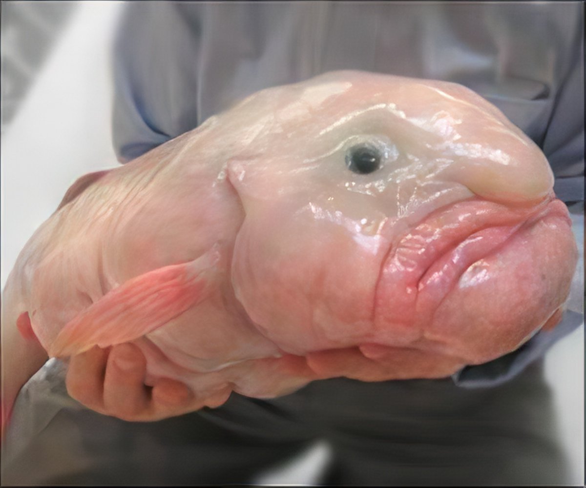 Blob fish is named world's ugliest animal