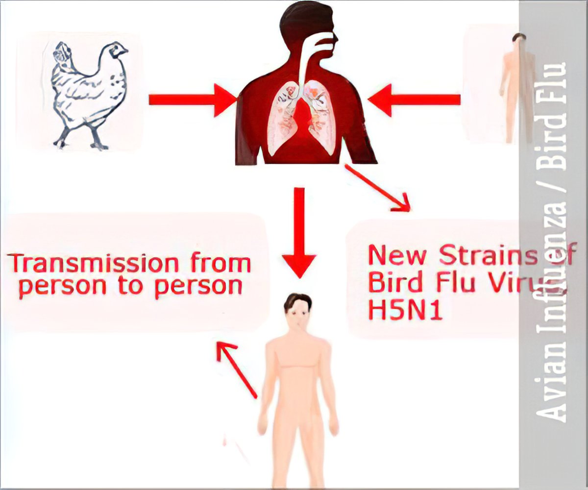 Avian Influenza / Bird Flu-Causes-Symptoms-Treatment- FAQs