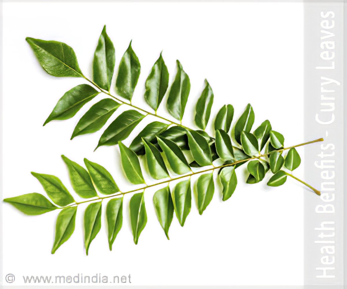 Curry Leaves: Health Benefits, Nutrition Facts & Recipes