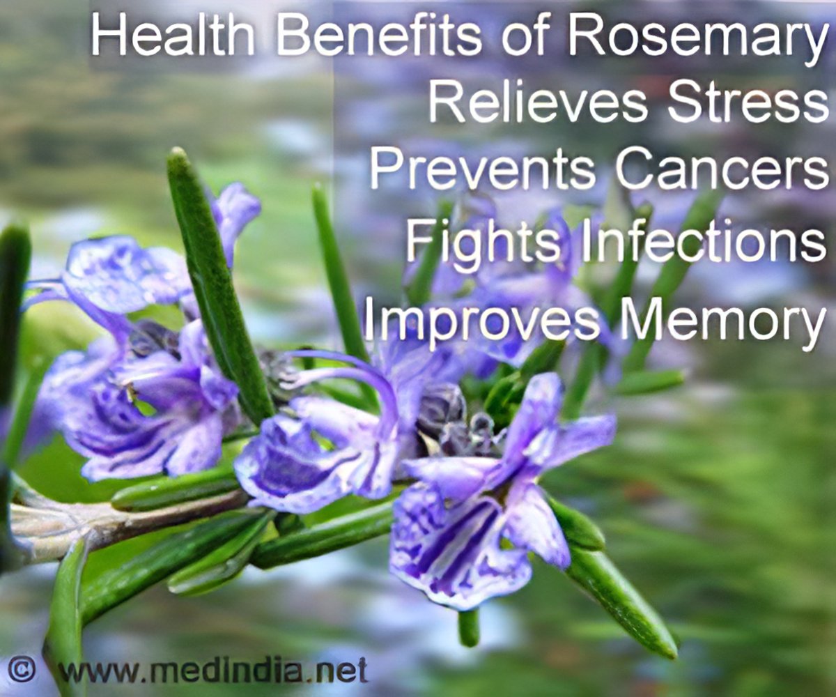 Health Benefits of Rosemary Herb | Rosemary Herb - Health Benefits