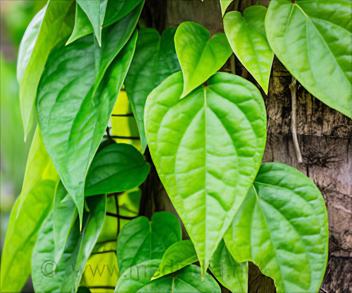 top 10 medicinal benefits of betel leaves