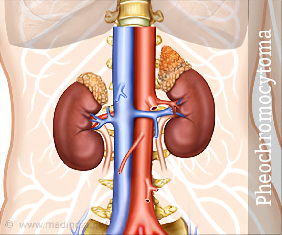 the adrenal medulla produces