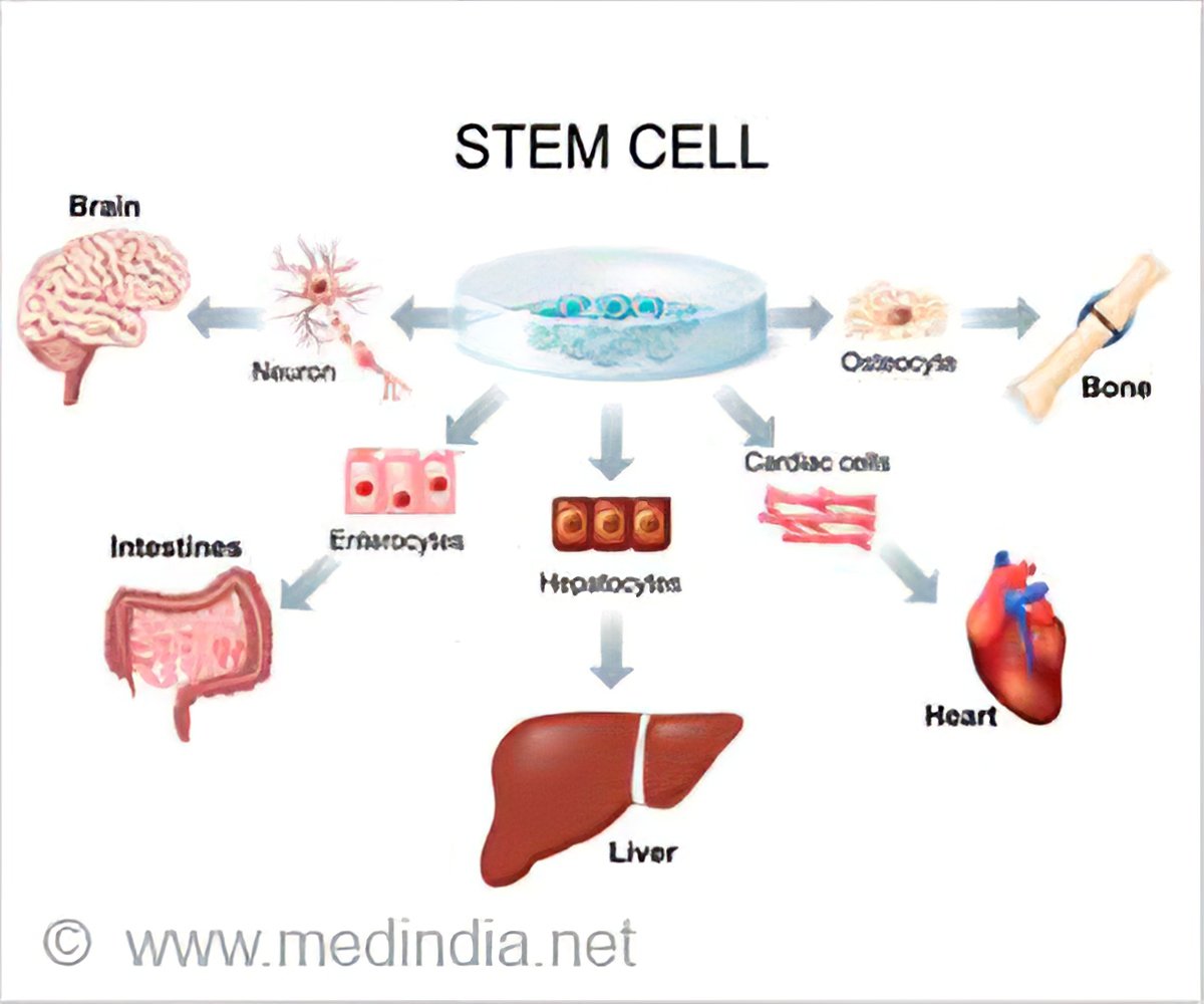 Stem Cell Therapy 8403