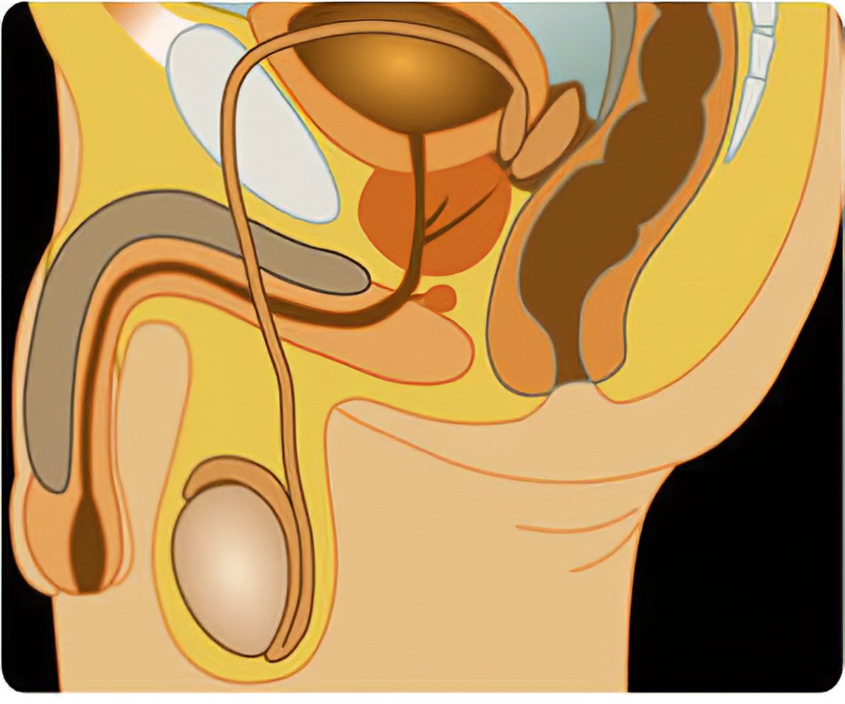 Self testicular exam cancer Self Exam