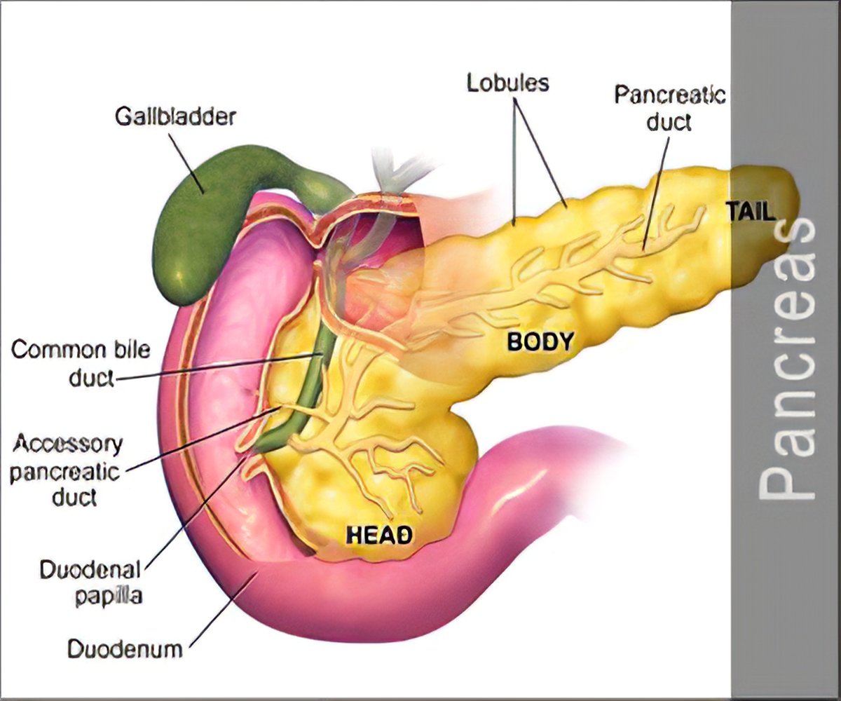 File:Pancreas (1).jpg - Wikimedia Commons
