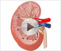 Anatomy of Urinary System - Animation