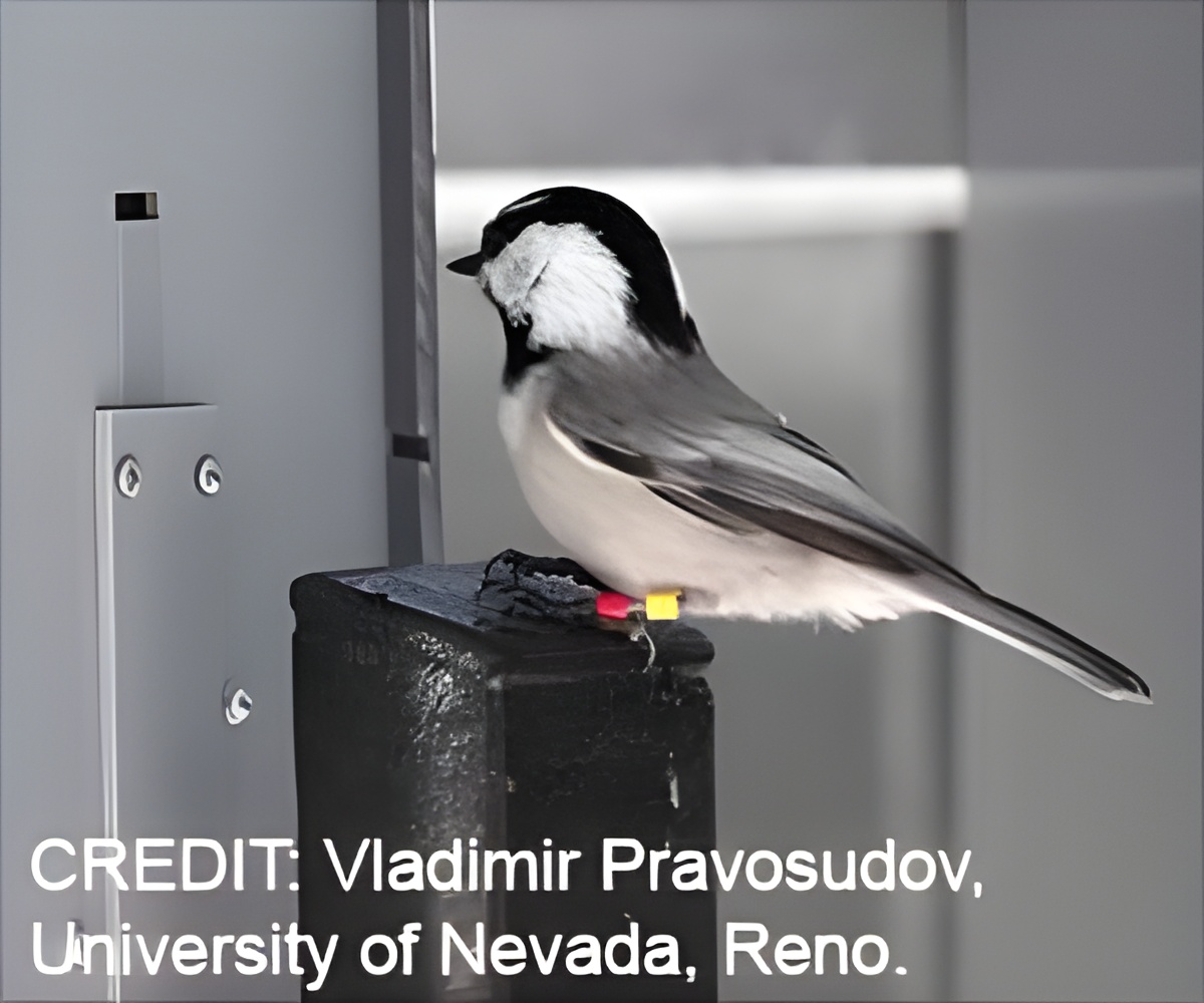 Can`t Find Your Keys? You Need a Chickadee Brain: Study
Can`t Find Your Keys? You Need a Chickadee Brain: Study