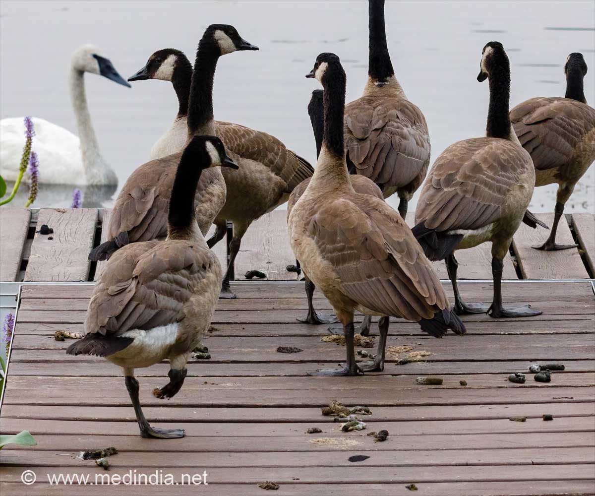 Goose Poop: A Surprising Weapon Against Cancer Goose Poop: A Surprising Weapon Against Cancer