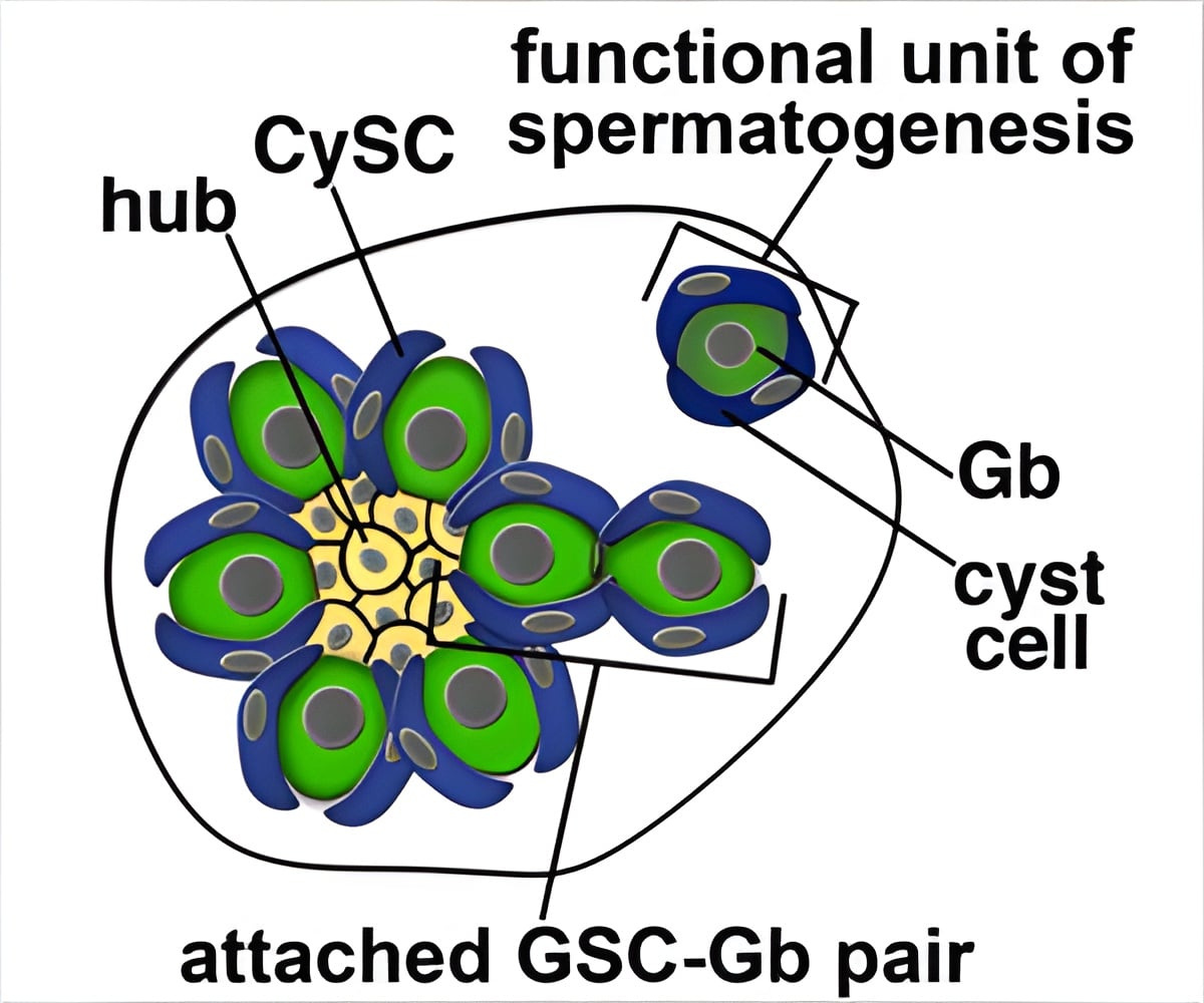 Sperm Cells of Fruitfly Unveil Complex Coordination in Stem Cell Replication