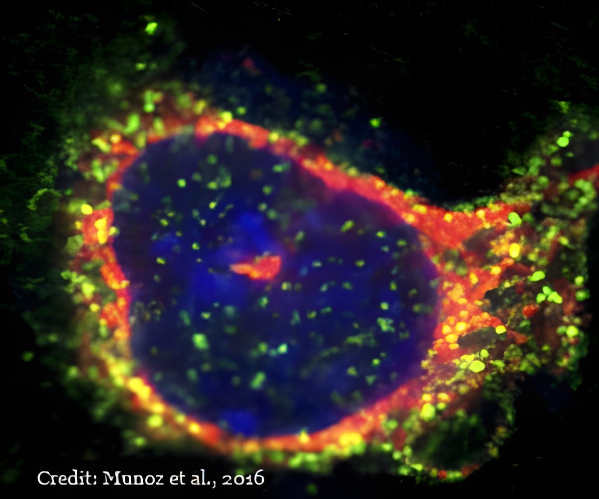 New Therapeutic Target For Severe Allergic Reactions Identified