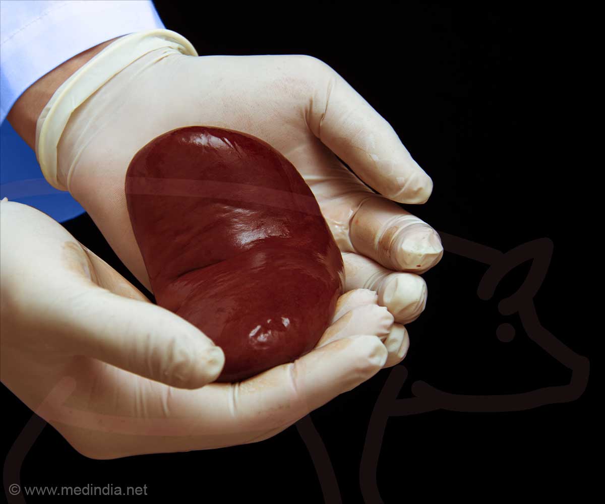 FDA Approves First Human Trials for Pig Kidney Transplants