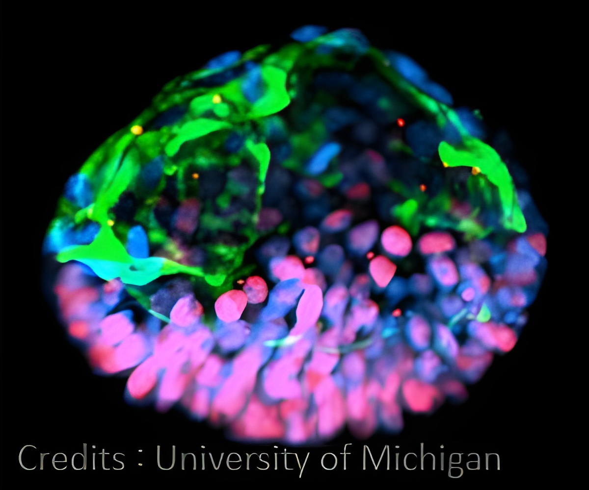 New Microscope Technique Produces 3-D Images of Live Embryos New Microscope Technique Produces 3-D Images of Live Embryos