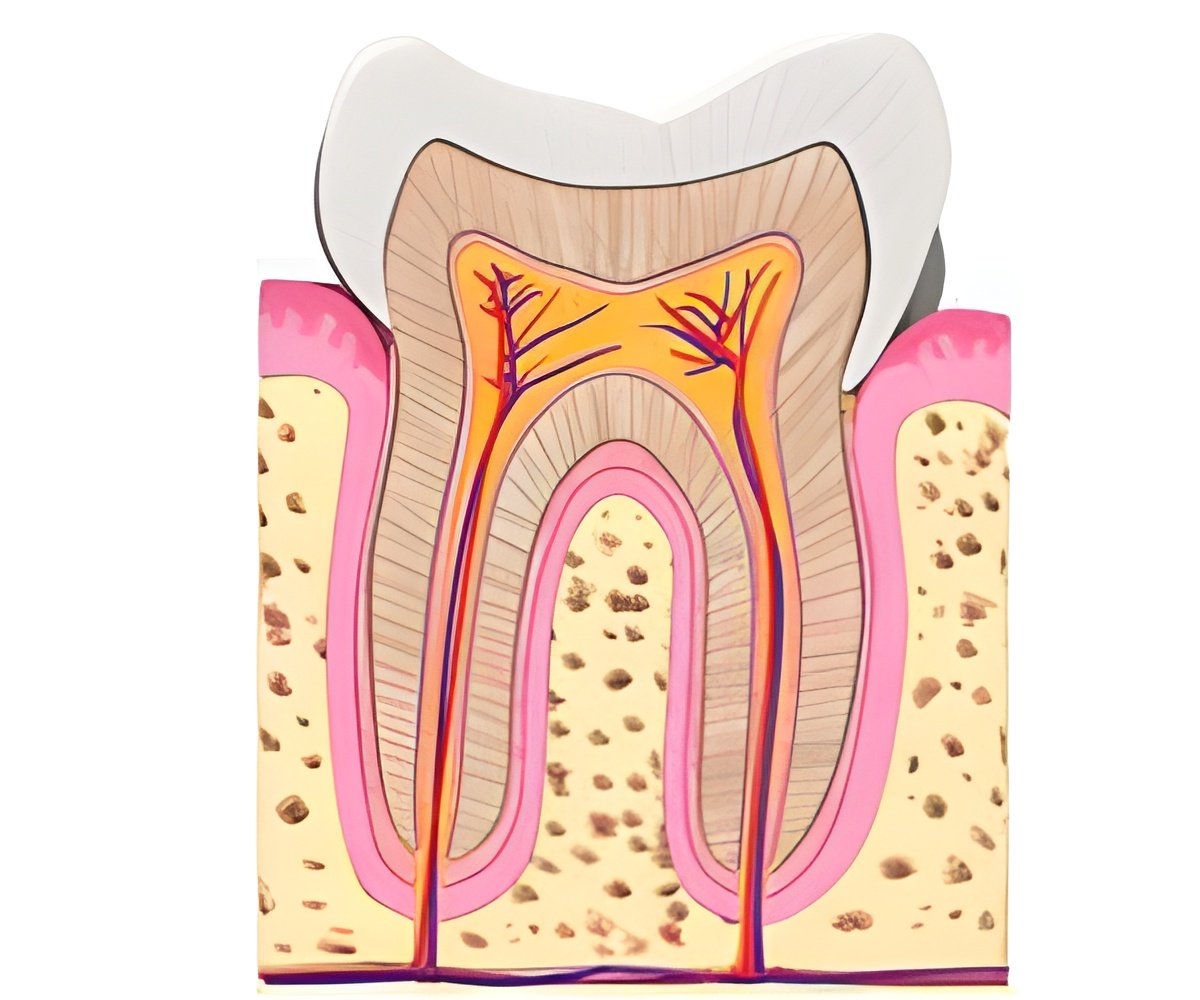 Immune Focusing on to Forestall and Deal with Periodontal Illness