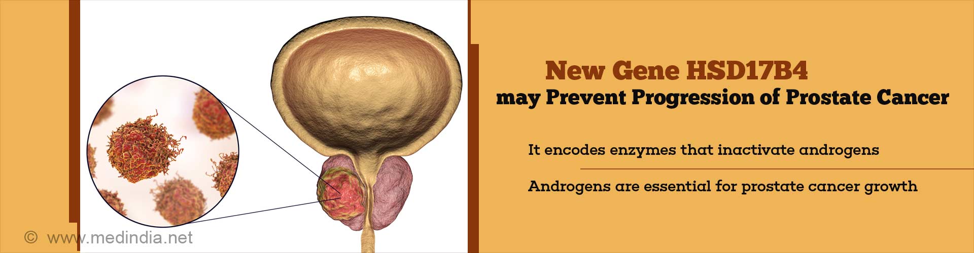 new gene HSD17B4 may prevent progression of prostate cancer
- it encodes enzymes that inactivate androgens
- androgens are essential for prostate cancer growth