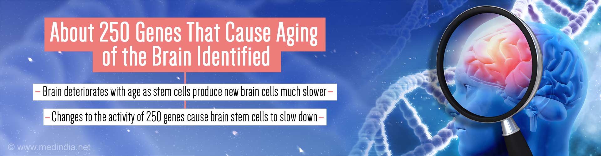 about 250 genes that cause aging of the brain identified
- brain deteriorates with age as stem cells produce new brain cells much slower
- changes to the activity of 250 genes cause brani stem cells to slow down
