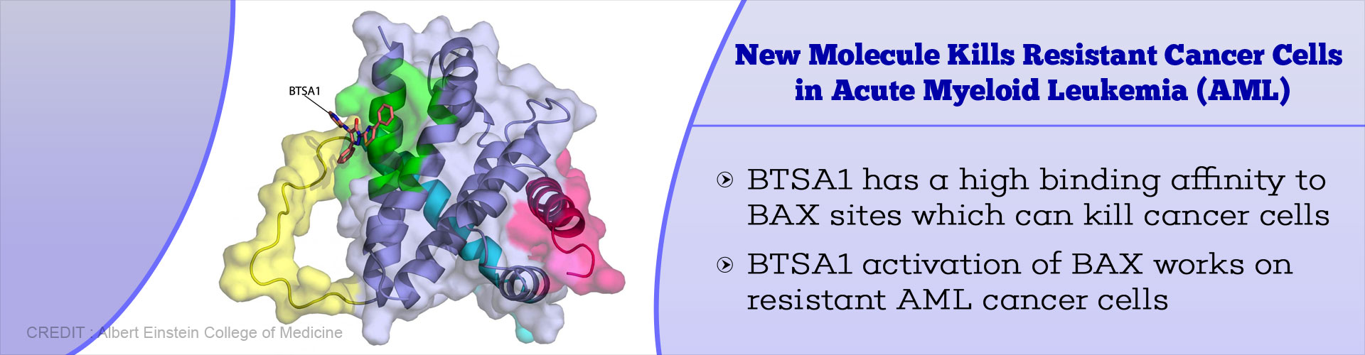 new molecule kills resistant cancer cells in acute myeloid leukemia (AML)
- BTSA1 has a high binding affinity to BAX sites which can kill cancer cells
- BTSA1 activation of BAX works on resistant AML cancer cells