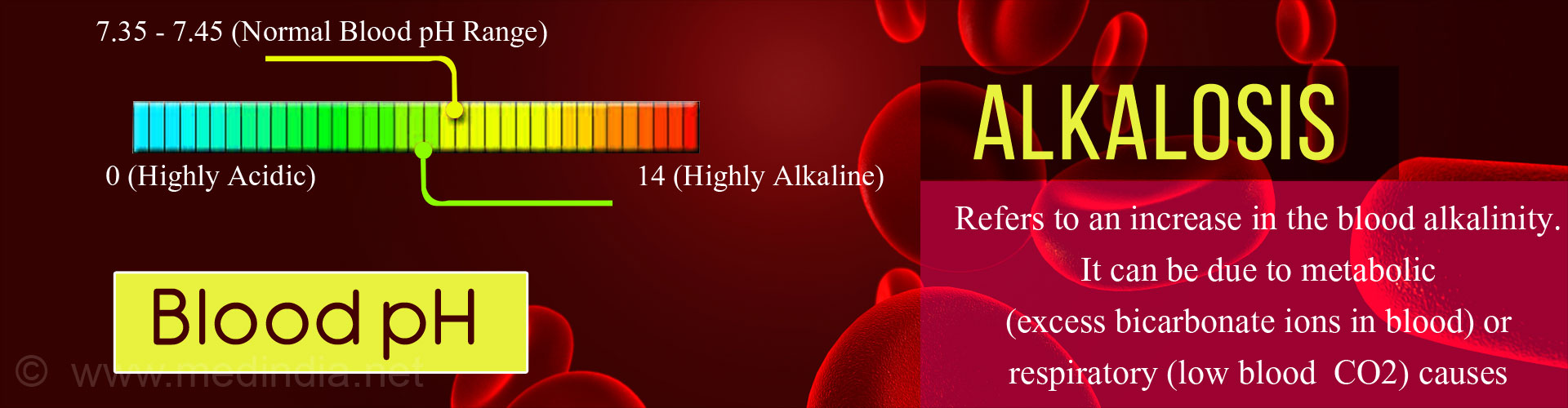 Alkalosis refers to an increase in the blood alkalinity. It can be due to metabolic (excess bicarbonate ions in blood) or respiratory (low blood CO2) causes.
7.35-7.45 (normal blood pH range)
0 (highly acidic) 14 (highly alkaline)
