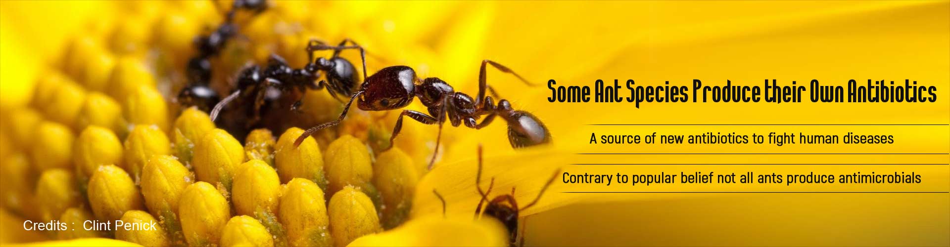 Some ants species produce their own antibiotics
- a source of new antibiotics to fight human diseases
- contrary to popular belief not all ants produce antimicrobials