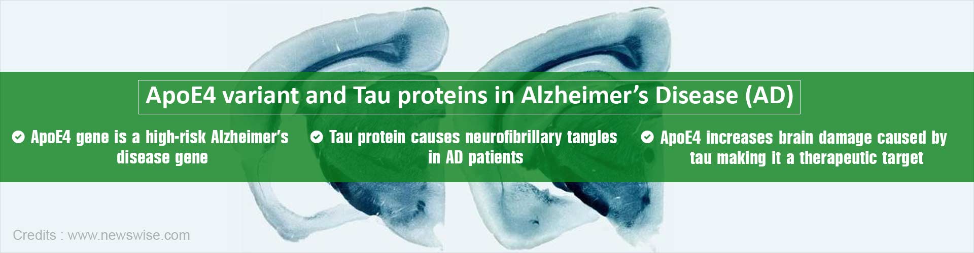 ApoE4 variant and Tau proteins in Alzheimer''s Disease (AD)
- ApoE4 gene is a high-risk Alzheimer''s Disease gene
- Tau protein causes neurofibrillary tangles in AD patients
- ApoE4 increases brain damage caused by tau making it a therapeutic target