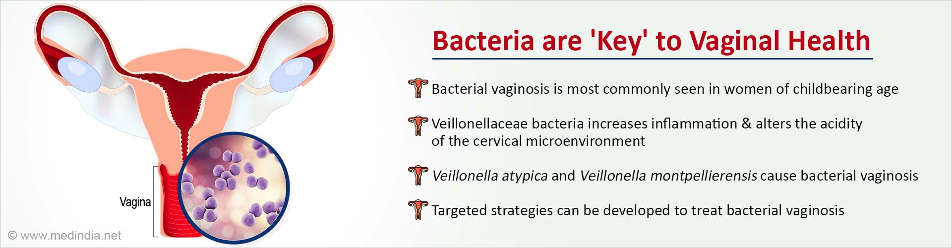 Bacteria Play a Major Role in Vaginal Health