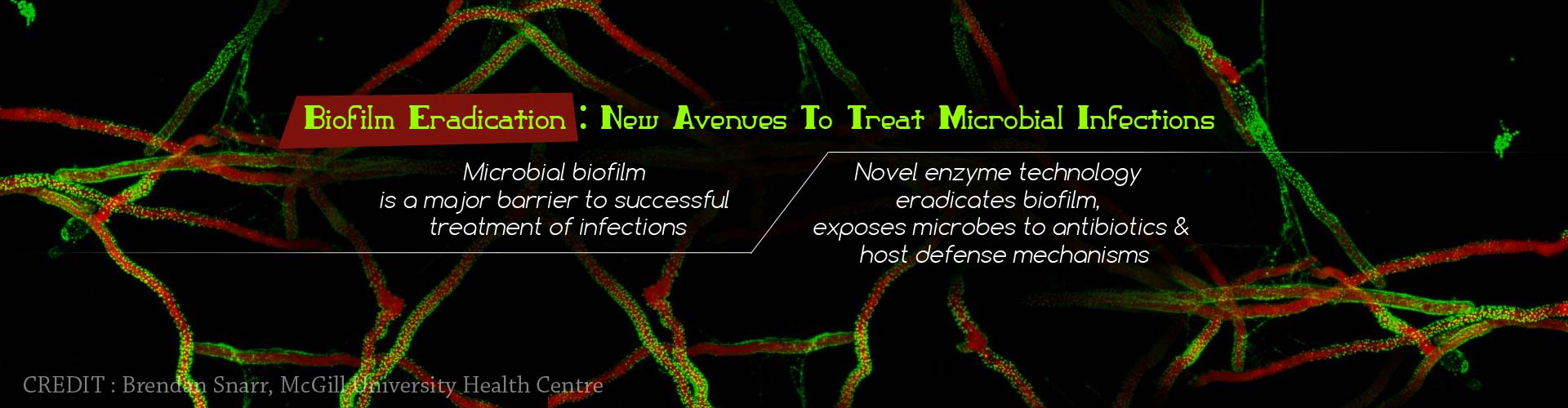 Biofilm Eradication: New avenues to treat microbial infections
- Microbial biofilm is a major barrier to successful treatment of infections
- Novel enzyme technology eradicated biofilm, exposes microbes to antibiotics & host defense mechanisms