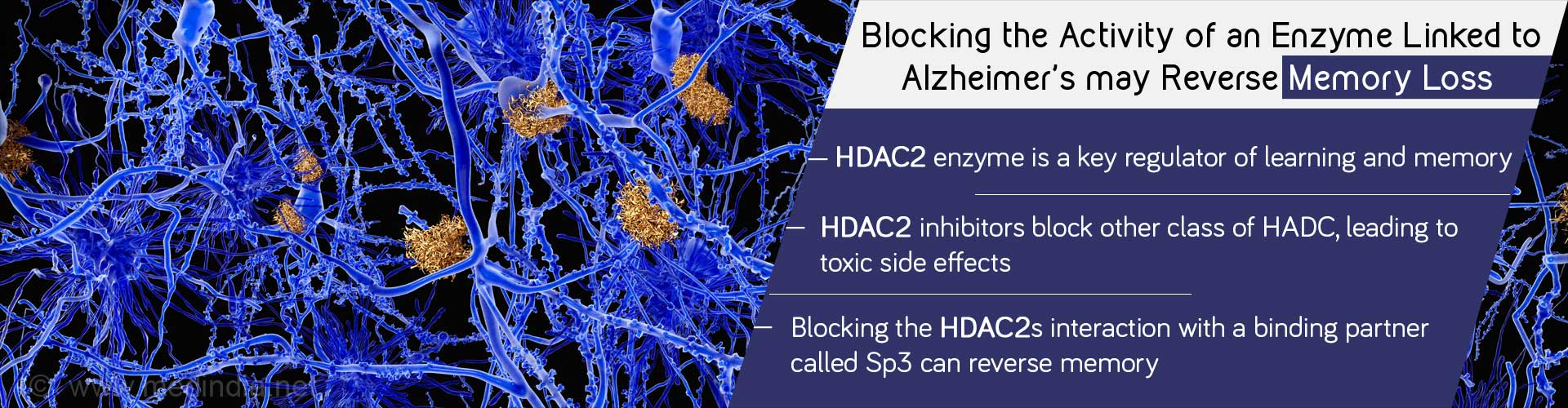 blocking the activity of an enzyme linked to alzheimer's marks reverse memory loss
- HDAC2 is a key regulator of learning and memory
- HDAC2 inhibitors block other class of HDAC, leading to toxic side effects
- blocking the HDAC2s interaction with a binding partner called Sp3 can reverse memory