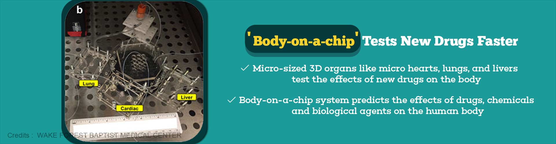 body-on-chip tests new drugs faster
- Micro-sized 3D organs like micro hearts, lungs, and livers test the effects of new drugs on the body
- body-on-chip system predicts the effects of drugs, chemicals and biological agents on the human body