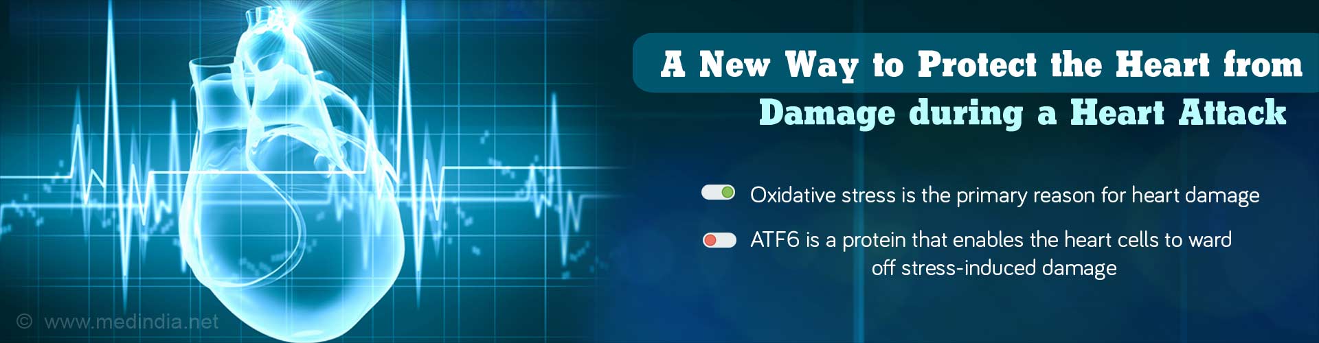 A new way to protect the heart from damage during a heart attack
- Oxidative stress is the primary reason for heart damage
- ATF6 is a protein that enables the heart cells to ward off stress-induced damage
