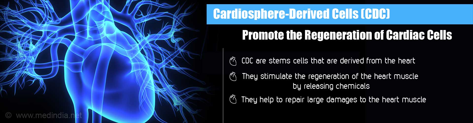 Cardiosphere-Derived Cells (CDC) Promote the regeneration of cardiac cells
- CDC are stems cells that are derived from the heart
- they stimulate the regeneration of the heart muscle by releasing chemicals
- they help to repair large damages to the heart muscle