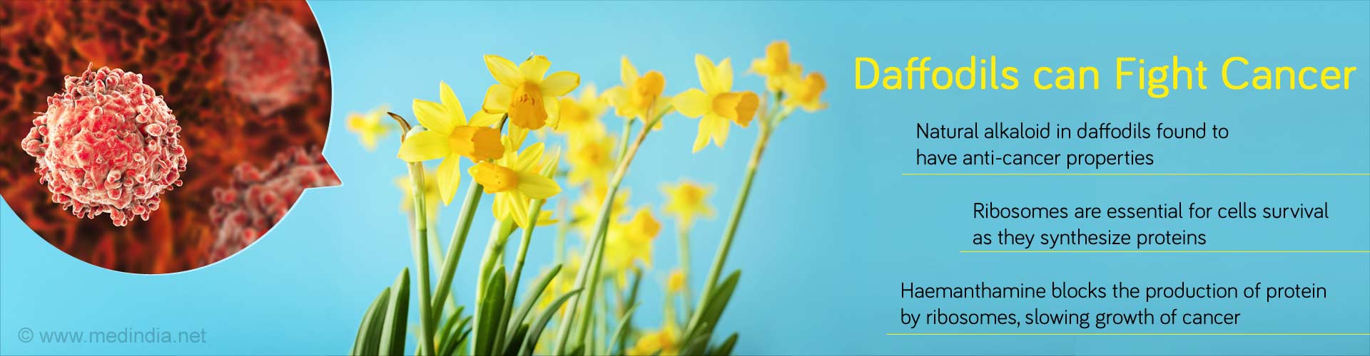 Daffodils can Fight Cancer
- Natural alkaloid in daffodils found to have anti-cancer properties
- Ribosomes are essential for cells survival as they synthesize proteins
- Haemanthamine blocks the production of protein by ribosomes, slowing growth of cancer
