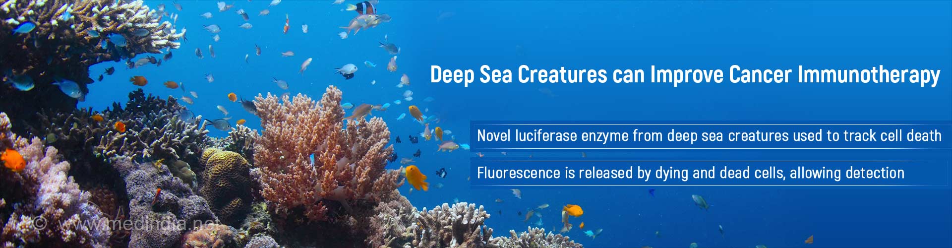 Deep sea creatures can improve immunotherapy
- novel luciferase enzyme from deep creatures used to track cell death
- fluorescence is release by dying and dead cells, allowing detection