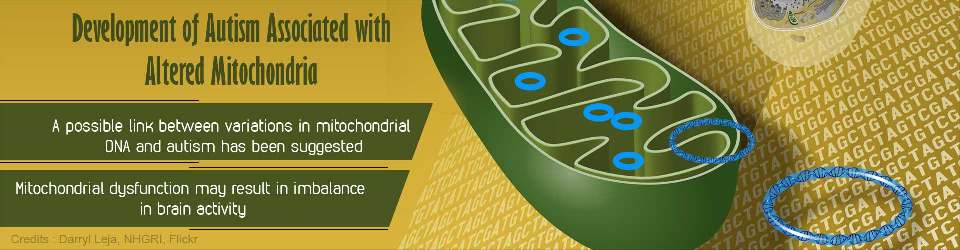 development of autism associated with altered mitochondria
- a possible link between variations in mitochrondrial DNA and autism has been suggested
- Mitochondrial dysfunction may result in imbalance in brain activity