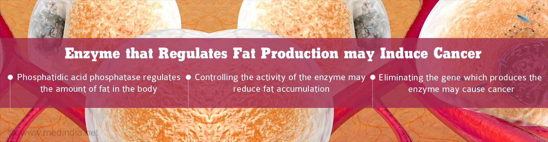 Enzyme that regulates fat production may induce cancer
- Phosphatidic acid phosphatase regulates the amount of fat in the body
- Controlling the activity of the enzyme may reduce fat accumulation
- Eliminating the gene which produces the enzyme may cause cancer