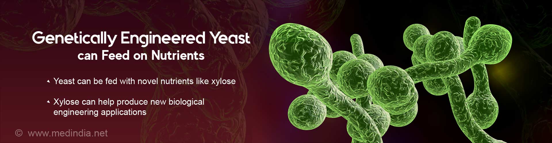 genetically engineered yeast can feed on nutrients
- yeast can be fed with novel nutrients like xylose
- xylose can help produce new biological engineering applications