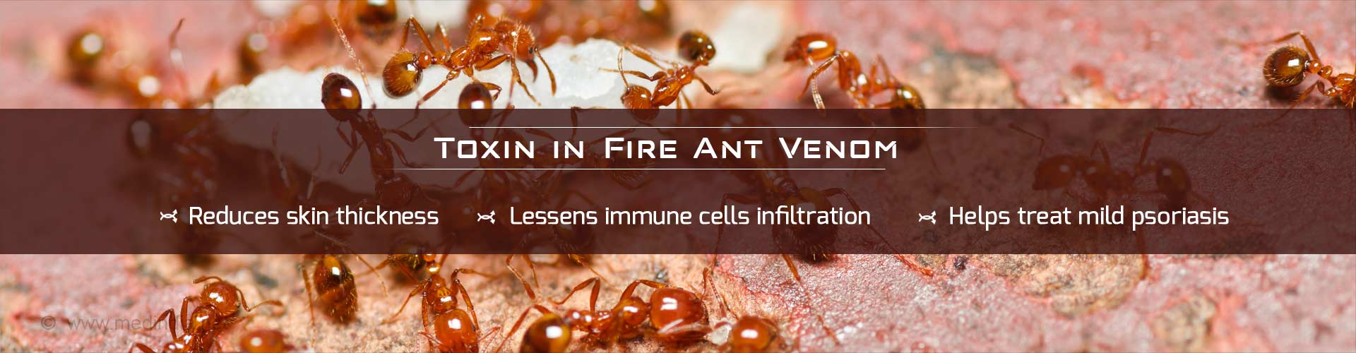 Toxin in fire ant venom
- Reduces skin thickness
- Lessens immune cells infiltration
- Helps treat mild psoriasis