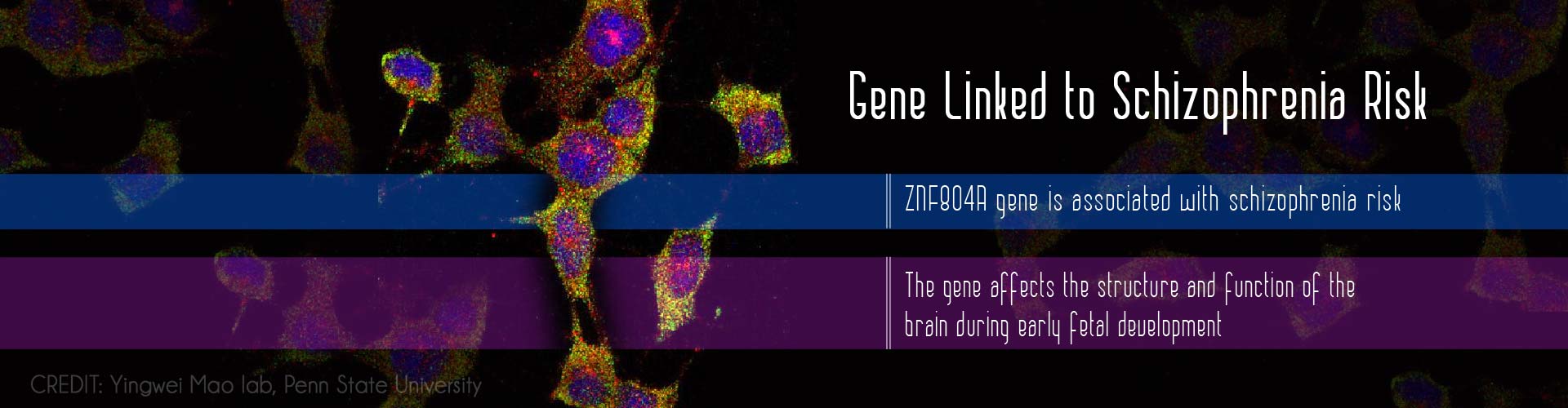 Gene linked to schizophrenia risk
- ZNF804A gene is associated with schizophrenia risk
- The gene affects the structure and function of the brain during early fetal development