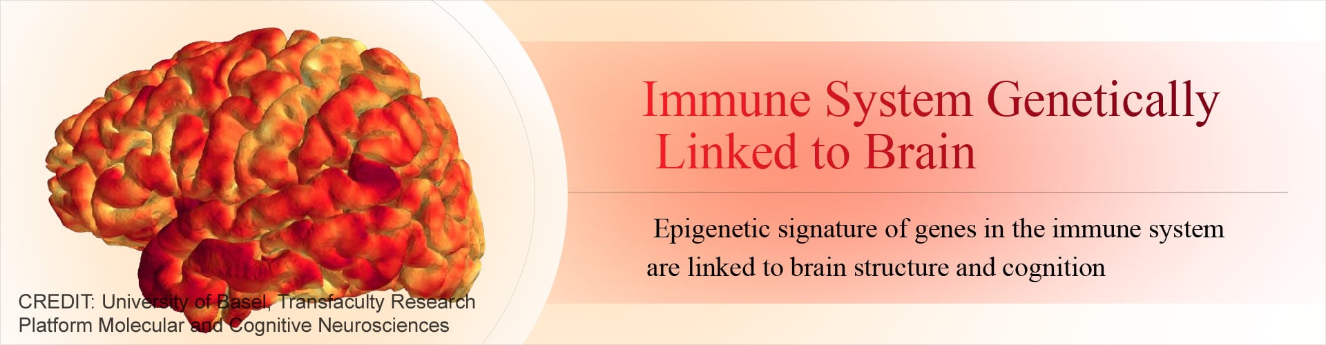 Immune System Genetically Linked to Brain
- Epigenetic signature of genes in the immune system are linked to brain structure and cognition