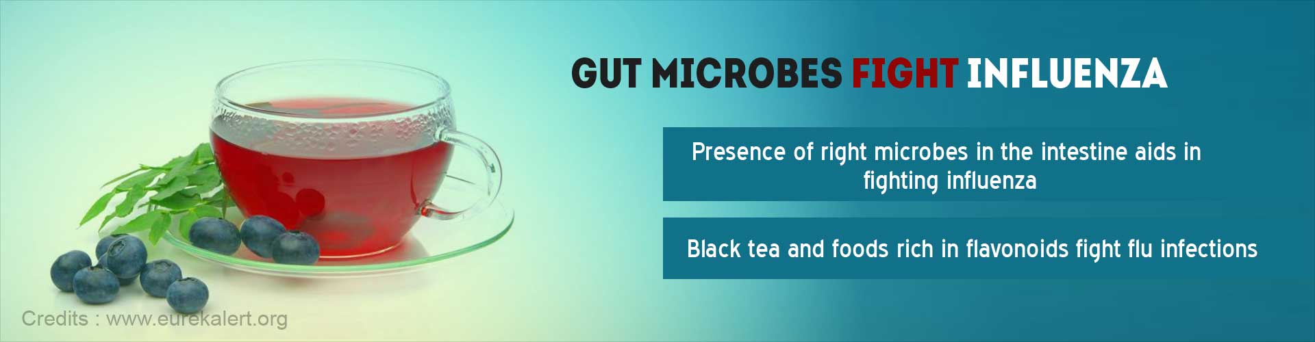 gut microbes fight influenza
- presence of right microbes in the intestine aids in fighting infuenza
- black tea and foods rich in flavonoids fight fly infections
