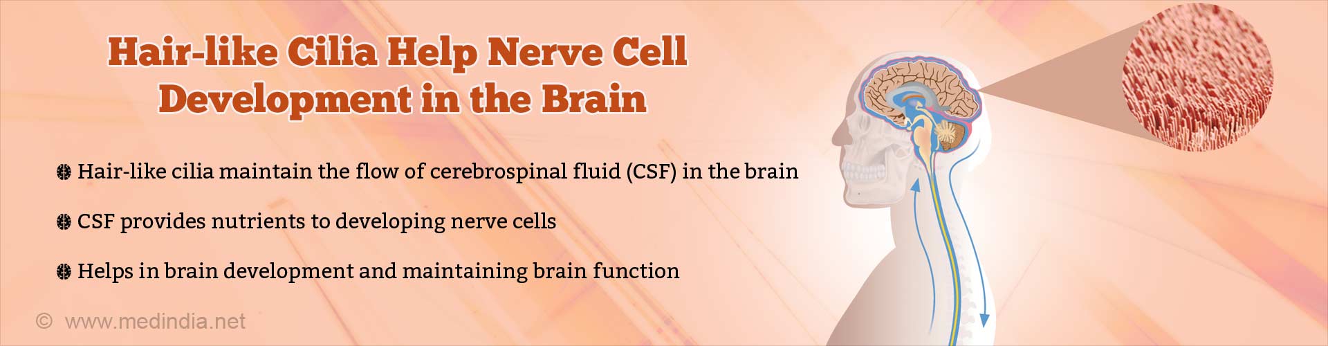 Hair-like cilia help nerve cell development in the brain. Hair-like cilia maintain the flow of cerebrospinal fluid (CSF) in the brain. CSF provides nutrients to developing nerve cells. Helps in brain development and maintaining brain function.