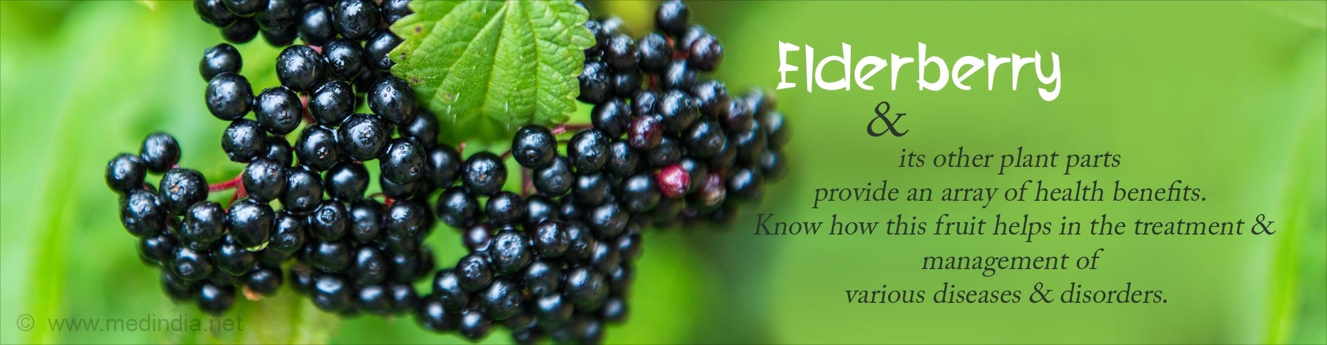 Elderberry and its other plant parts provide an array of health benefits. Know how this fruit helps in the treatment and management of various diseases and disorders