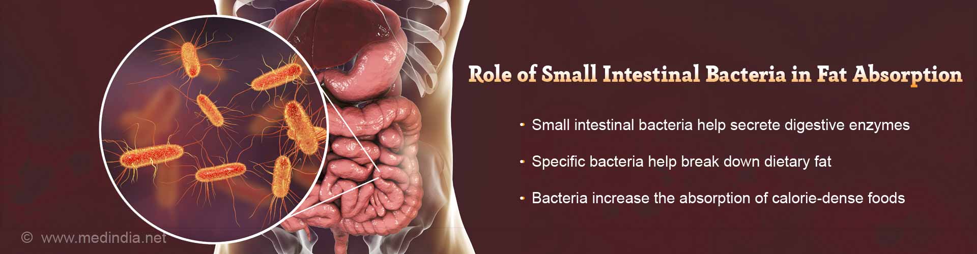 role of small intestinal bacteria in fat absorption
- small intestinal bacteria help secrete digestive enzymes
- specific bacteria help break down dietary fat
- bacteria increase the absorption of calorie-dense foods