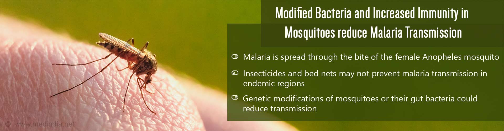 Modified bacteria and increased immunity in mosquitoes reduce malaria transmission
- Malaria is spread through the bite of the female Anopheles mosquito
- Insecticides and bed nets may not prevent malaria transmission in endemic regions
- Genetic modifications of mosquitoes or their gut bacteria could reduce transmission