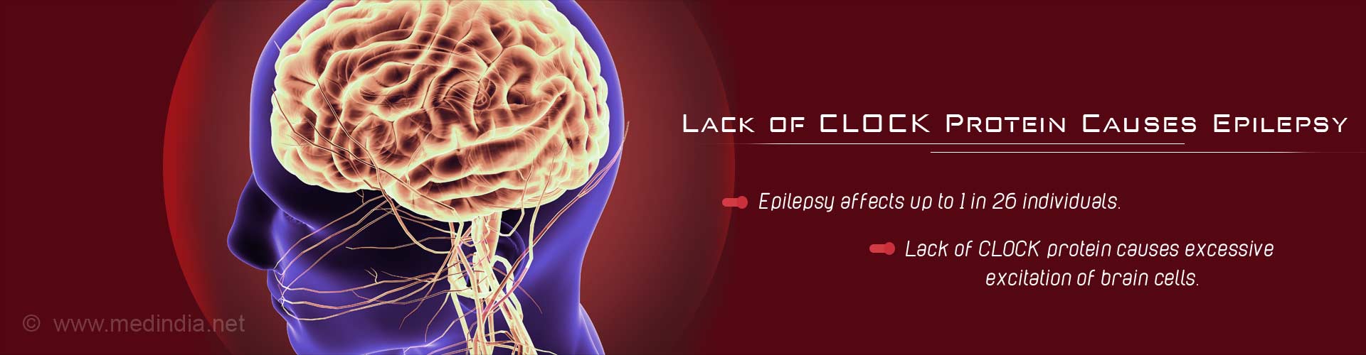 Lack of clock protein cause epilepsy
- Epilepsy affects upto 1 in 26 individuals
- Lack of CLOCK protein causes excessive excitation of brain cells
