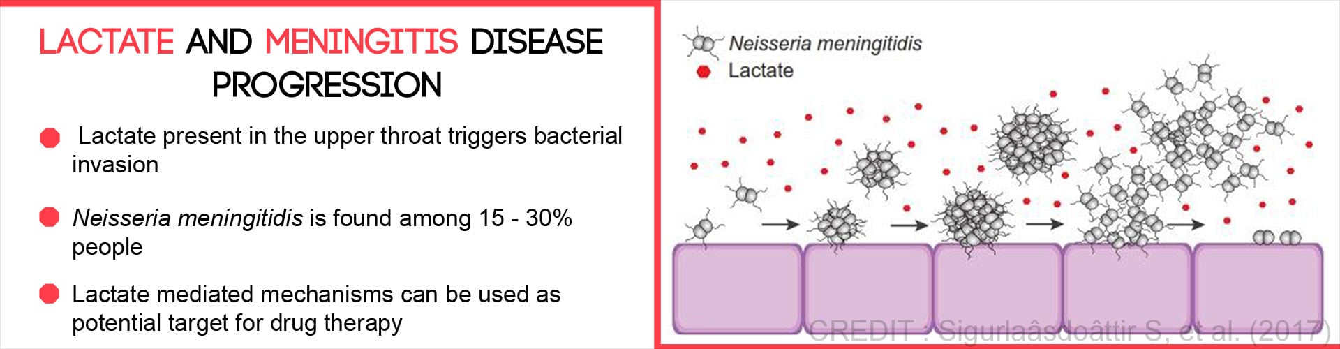 Lactate and Meningitis Disease Progression
- Lactate present in the upper throat trigger bacterial invasion
- Neisseria meningitidis is found among 15-30% people
- Lactate mediated mechanisms can be used as potential target for drug therapy