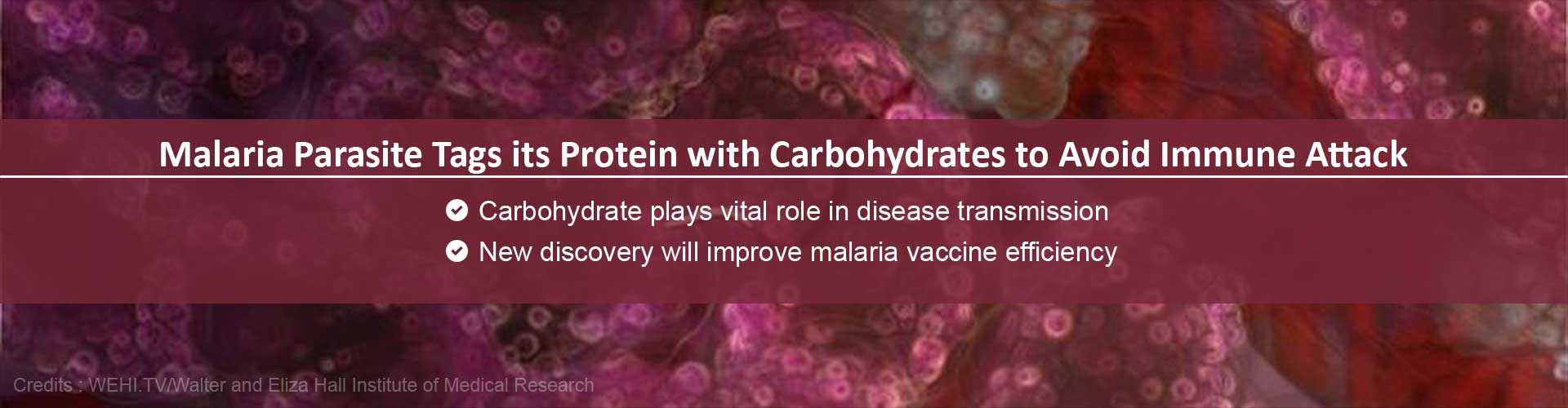 Malaria Parasite Tags its Protein with Carbohydrates to Avoid Immune Attack
- Carbohydrate plays vital role in disease transmission
- New discovery will improve malaria vaccine efficiency
